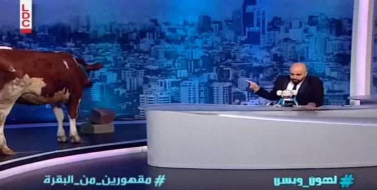 بالفيديو .. مذيع لبناني يرد على احلام ويستضيف بقرة 