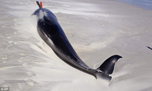 انتحار جماعي لحيتان