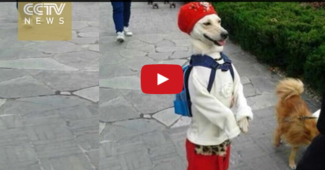 بالفيديو ..  كلبة تسير كالبشر