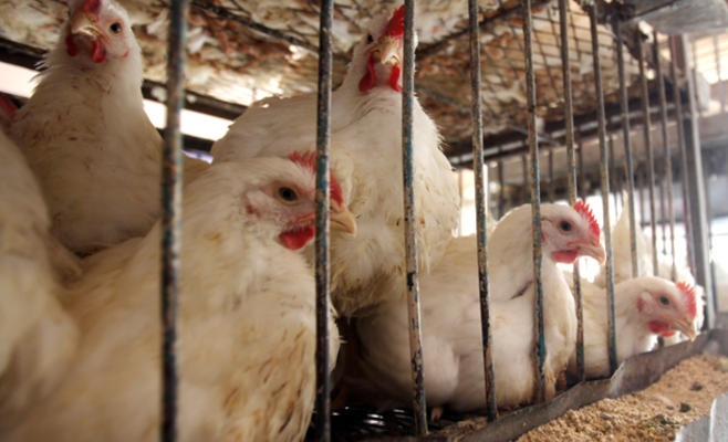 وادي موسى: مضاربة تساهم بانخفاض سعر بيع دجاج النتافات لـ 99 قرش 