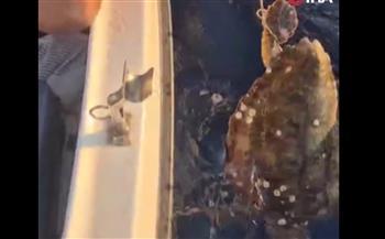 لحظة إنقاذ سلحفاة مربوطة بحبل وحجر ثقيل
