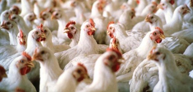نائب عراقي يكشف عن قضية فساد باستيراد دجاج من الصين مختوم باسم شركة اردنية ..  تفاصيل