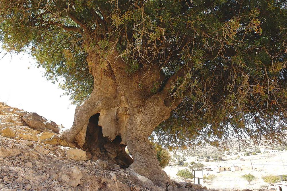 نعي وفاة أكبر شجرة بطم في الأردن عن عمر 1150 عاماً 