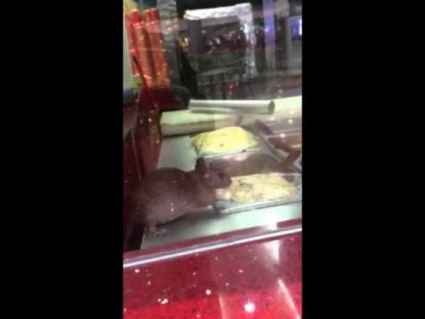 (بالفيديو): فئران تأكل من طعام الزبائن في مطعم (بجدة) قبل تقديمه لهم !!