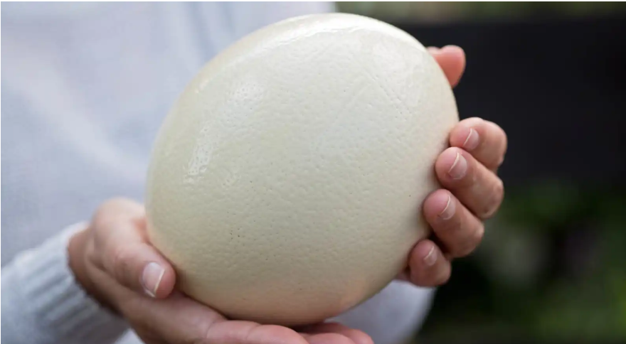 بيض النعام ..  فوائد غذائية عالية ومخاطر محتملة