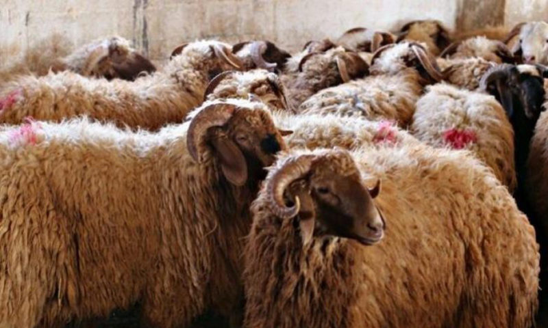 مواطنون يشكون من ارتفاع أسعار الخراف الحيّة مع قرب عيد الاضحى ..  والزراعة توضح 