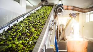 وزارة الزراعة تمدد فترة ترخيص معاصر الزيتون في المحافظات كافة