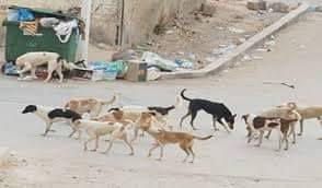 بالصور  ..  بعد الكرك والبلقاء  ..  الكلاب الضالة تهاجم مواطنين في معان 