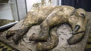 عمره 12 ألف عام ..  اكتشاف بقايا فيل منقرض في تشيلي
