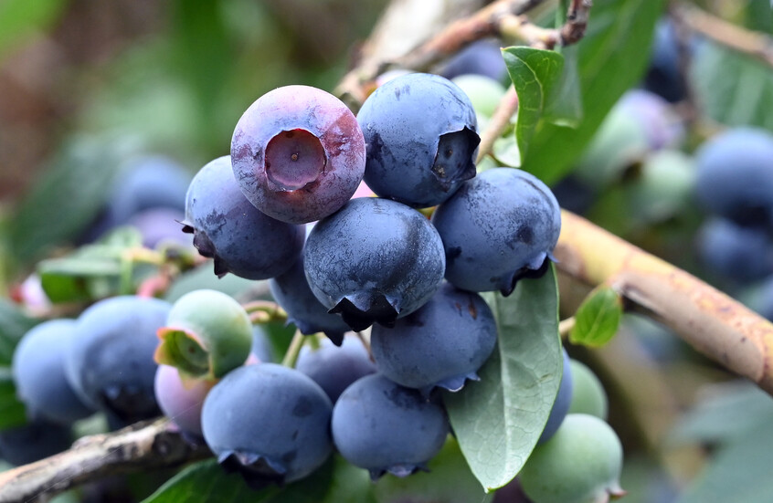 التوت الأزرق البري ..  جرعة يومية تحمي قلبك وتحسّن هضمك