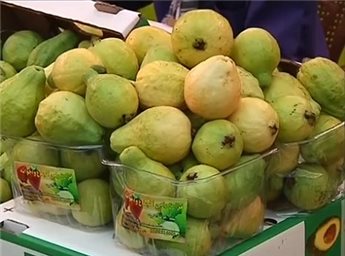  مخاوف من اغراق الاسواق الاردنية بالجوافة الاسرائيلية بدلا من الفلسطينية  ..  و تجار يشتكون وزارة الزراعة 