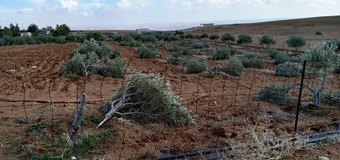 الكرك: مجهولون يقطعون 32 شجرة زيتون من مزرعة مواطن 