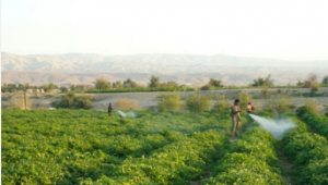 وادي الأردن ..  مزارعون ينهون موسمهم ببيع المحاصيل المتبقية للماشية لتلافي الخسارة