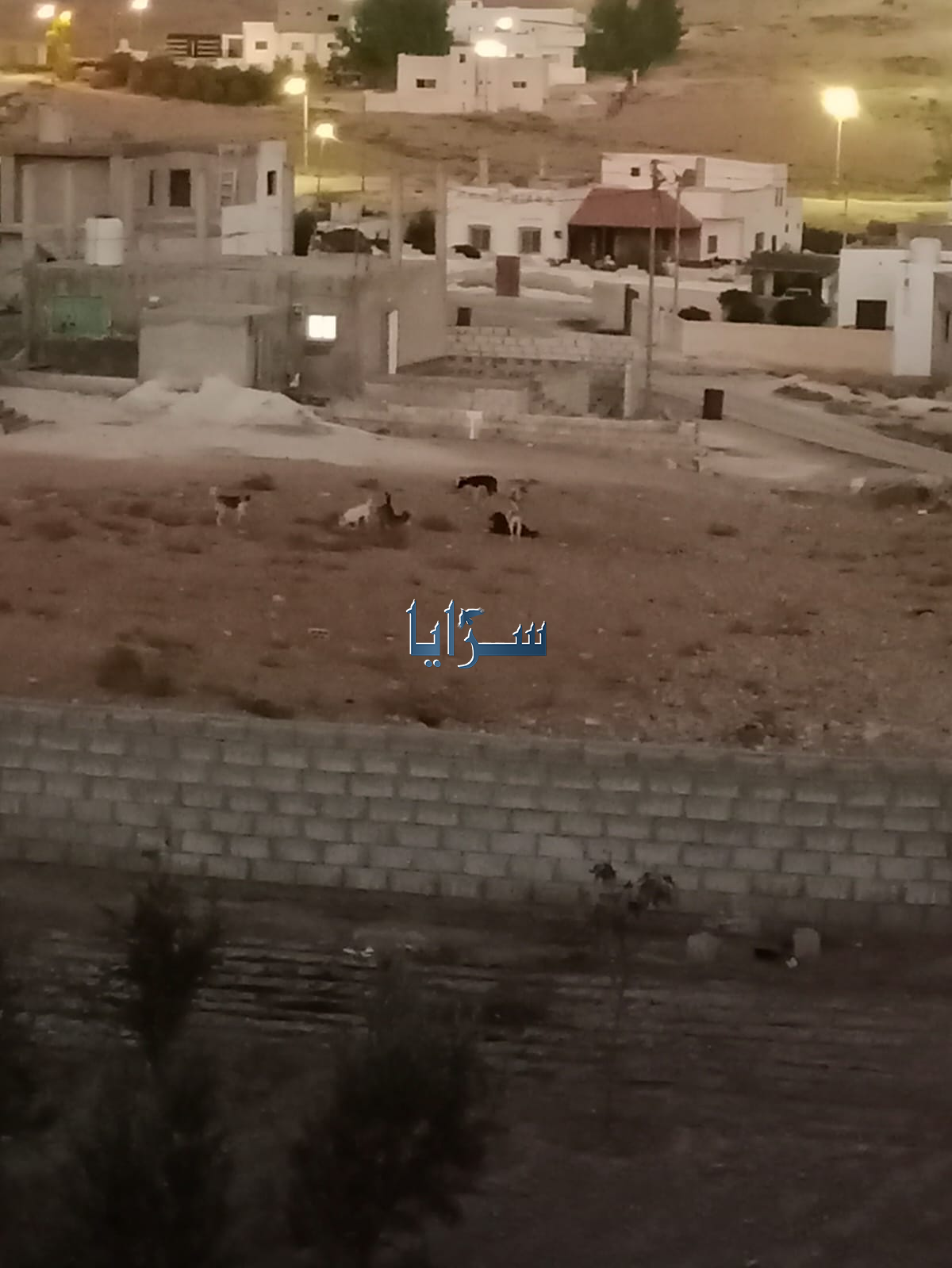 بالفيديو ..  كلاب ضالة تثير رعب طلبة المدارس في الحي الغربي بقضاء حوشا 
