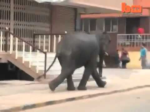 فيل هائج يفتك برجل ويهاجم المارة بالشارع  ..  فيديو