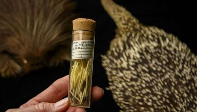 عمرها 10 ملايين سنة ..  أحفورة أمريكية تحل معضلة شائكة