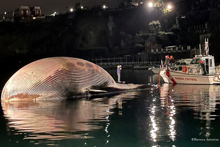 وزنه 70 طنا ..  الإيطاليون يجدون حوتا ميتا في ظروف غامضة