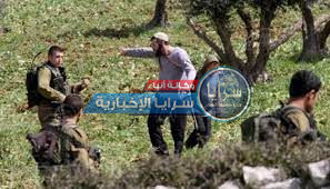 بالصور  ..  مستوطنون يعتدون على قاطفي الزيتون شمال رام الله