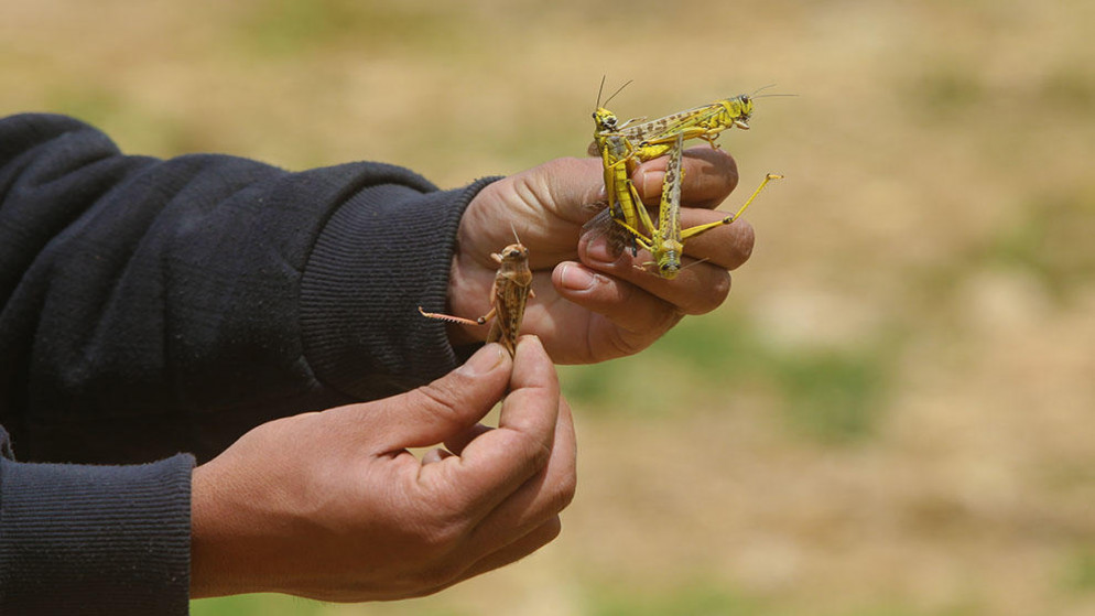 وزير الزراعة: إنجاز 70% من أعمال مكافحة الجراد والوضع تحت السيطرة