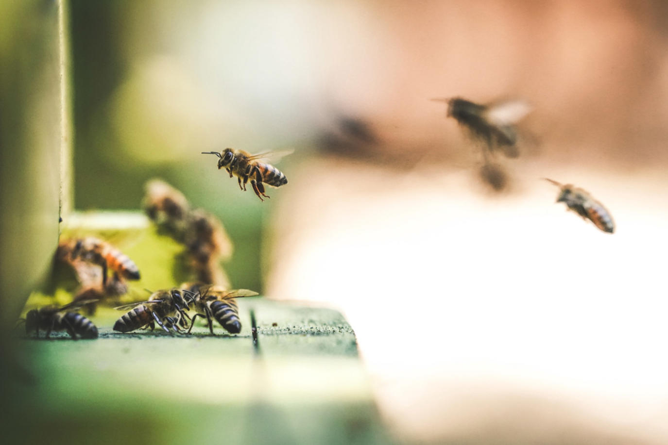 تفسير رؤيا لدغ النحل في المنام