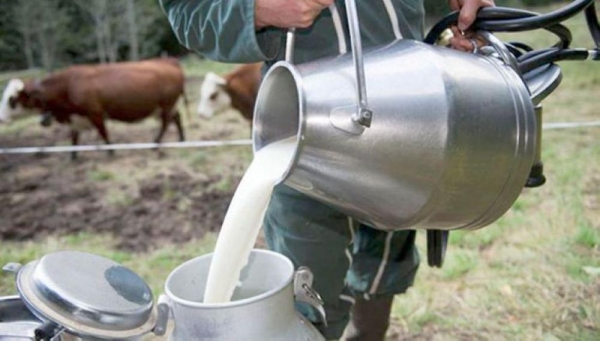 جمعية مربي الأبقار لـ"سرايا":كميات حليب الأبقار متوفرة بنسبة 120% ولا داعٍ لاستيراد الحليب المجفف 