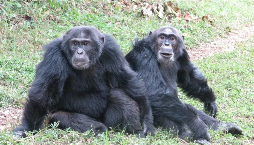 لأول مرة ..  توثيق "حرب أهلية" بين مئات الشمبانزي تنتهي بمجازر جماعية