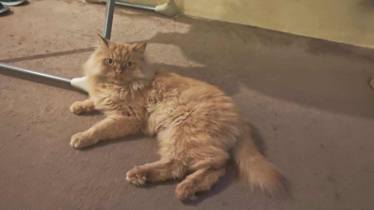 علاج بـ5 دنانير ينهي أشهرًا من معاناة طفلة أردنية بعد تشخيص خاطئ لدى 10 أطباء