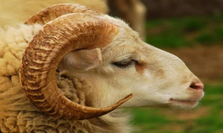 تفسير رؤية الخروف في المنام لابن سيرين