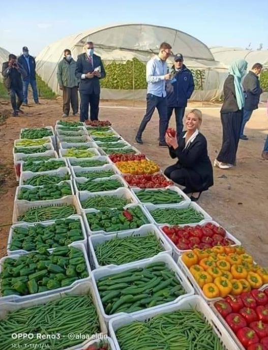  مصر "سلة طعام العالم"  ..  صورة