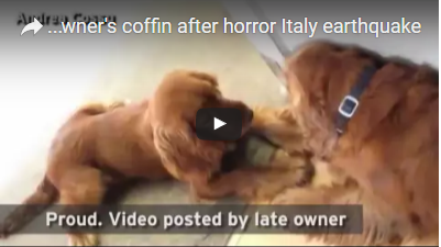 بالفيديو - كلب «وفي» يرفض ترك تابوت صاحبه