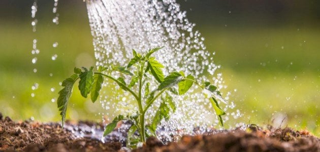  تفسير حلم سقي الزرع في المنام وعلاقته بالتخلص من الهموم والمتاعب والأحزان