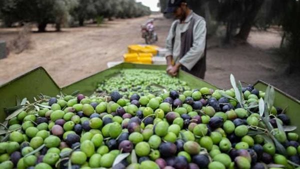 "زراعة الطفيلة" تدعو لتأخير قطاف الزيتون 