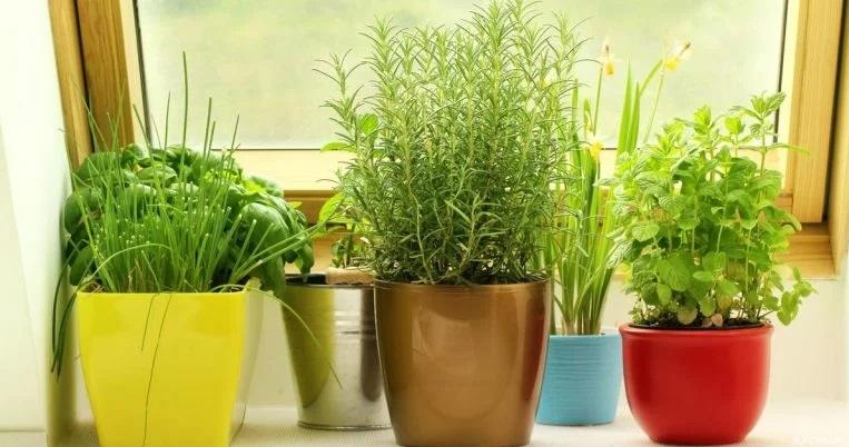 إليك هذه النباتات التي لا تحتاج لضوء الشمس