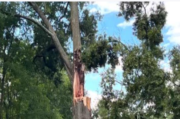عمرها 200 عام ..  سقوط شجرة على منزل دون وقوع إصابات