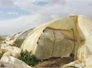 الرياح تلحق أضرارا بالمزروعات في الأغوار الوسطى
