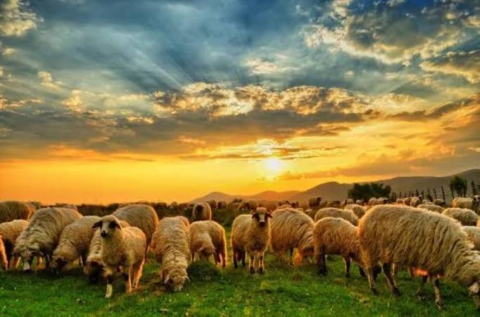 اتحاد المزارعين يوجه إرشادات لحماية الثروتين الحيوانية والنباتية خلال موجة الحر