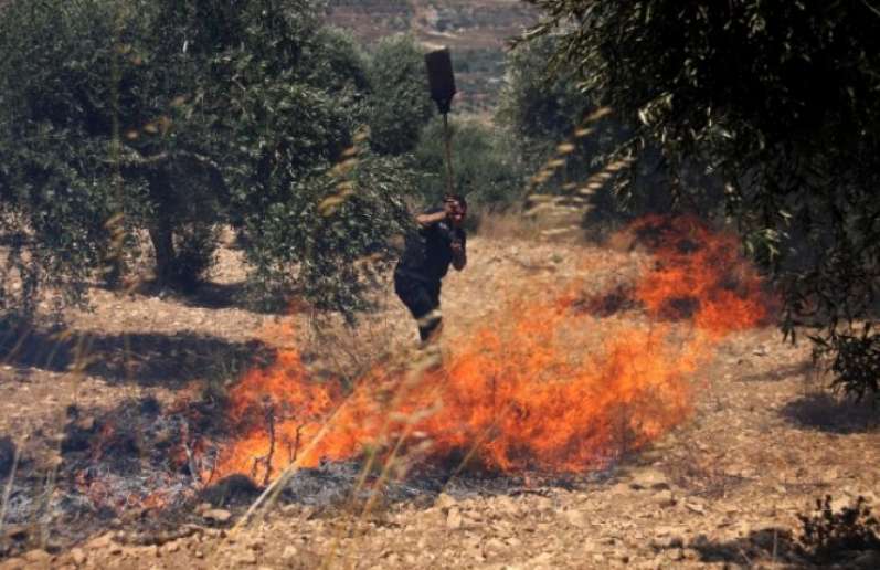 مستوطنون يحرقون حقول زيتون في بورين جنوب نابلس