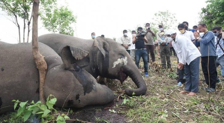 مأساة تفطر القلب: صاعقة برق تقتل 18 فيلا في ثوانٍ - صور
