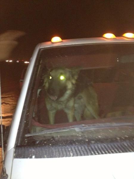 كلب بوليسي يحرس مخموراً غلبه النعاس 