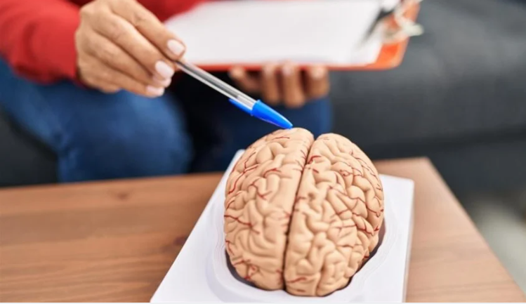 الأشخاص الأكثر نشاطاً في فترة بعد الظهر يتعرضون لخطر يهدد الدماغ