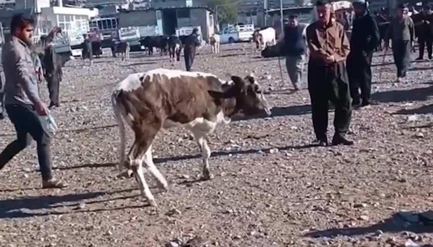 العراق ..  بقرة نادرة معروضة للبيع بسعر خيالي