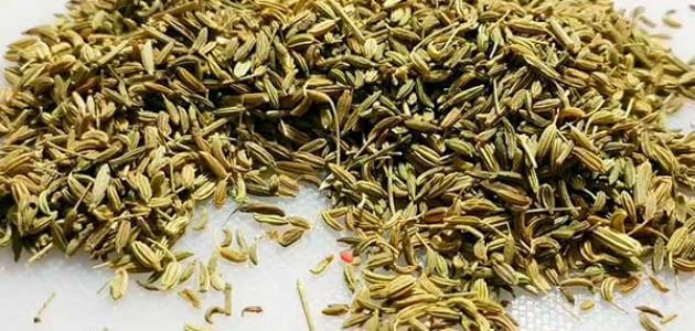تفسير حلم البذور في المنام