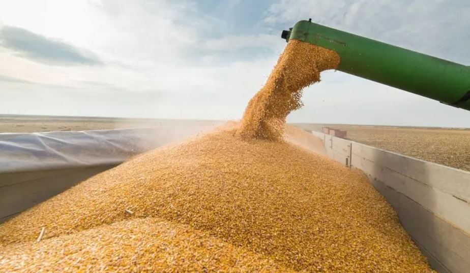 اضطرابات البحر الأسود ترفع تكلفة توريد الحبوب والزيوت إلى مصر
