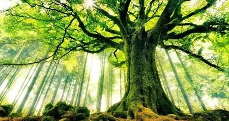 ماذا تحمل رؤيا الأشجار الخضراء من تفسيرات؟