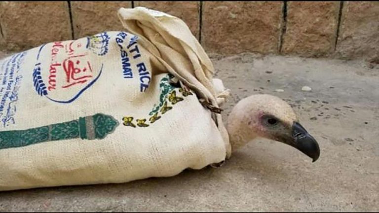 الطائر نيلسون يقع أسيرًا في اليمن بتهمة التجسس