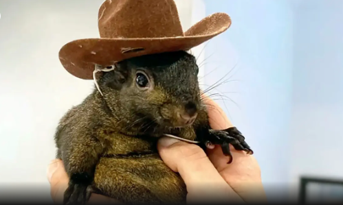 من النجومية إلى القتل الرحيم ..  نهاية مأساوية للسنجاب "بينَت"