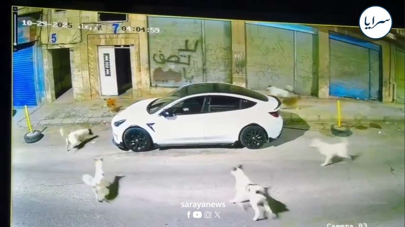 كلاب ضالة تقتحم مبنى سكني فجرًا  ..  فيديو 