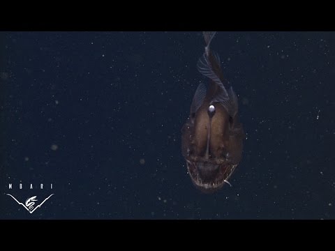 أول فيديو لـ "سمكة الشيطان الأسود" المخيفة حية في الأعماق