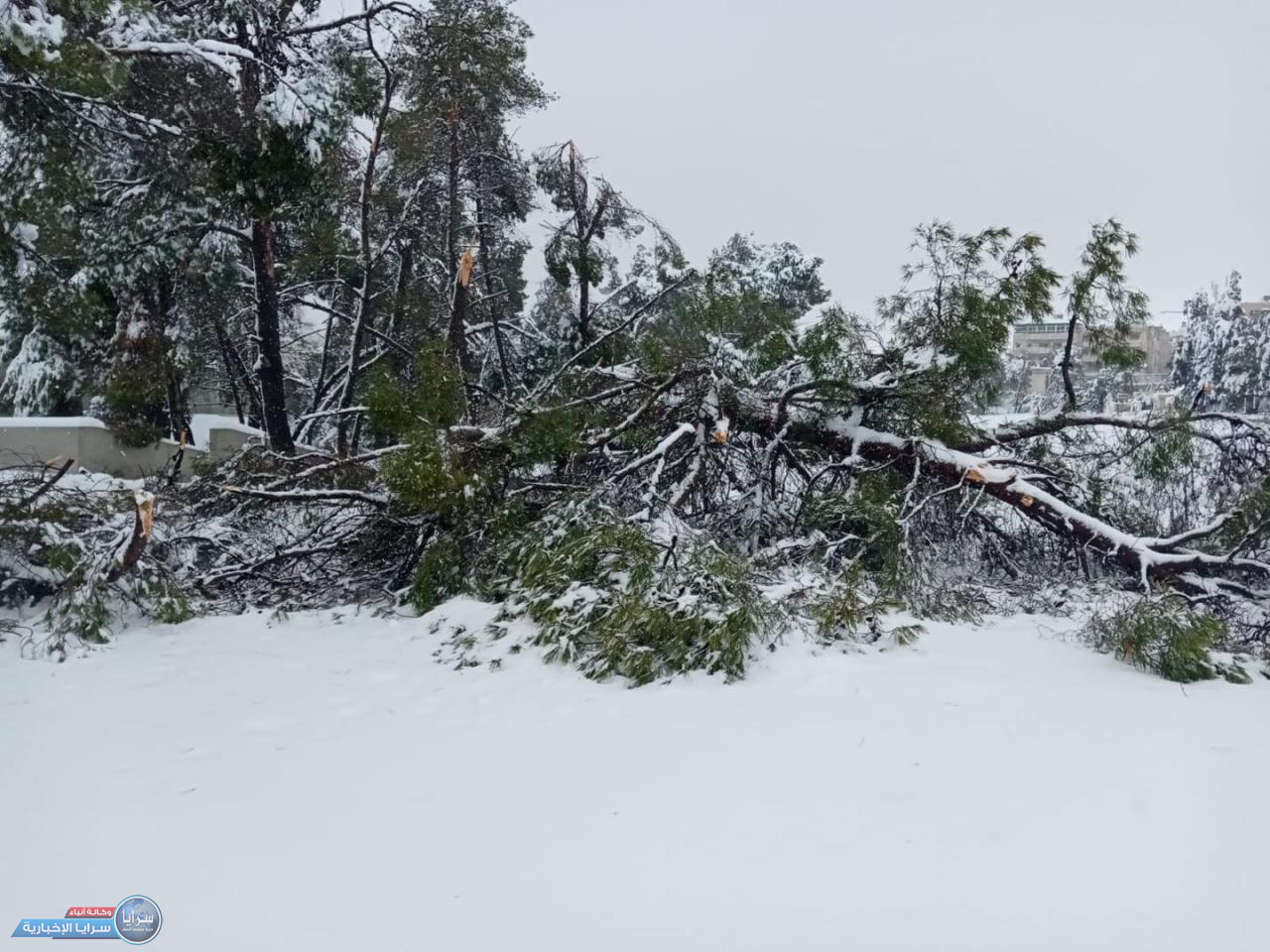 وزير الزراعة : أحطاب الأشجار المتساقطة جراء الثلوج للفقراء والخزينة