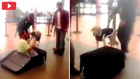 بالفيديو : المسافر الذي أحبط الكلب خطته بتهريب نفسه داخل حقيبة